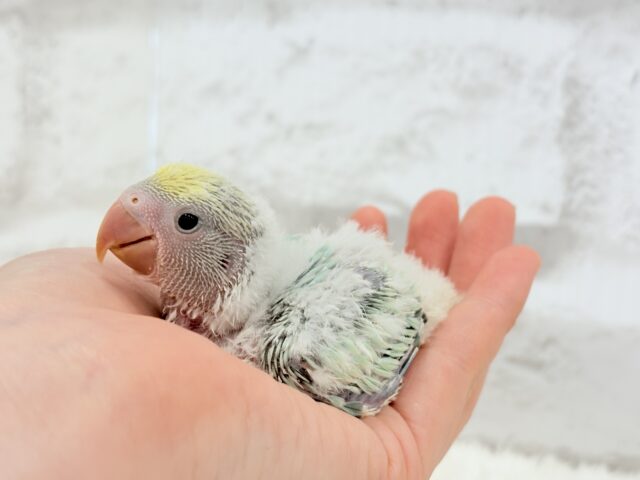 【最新画像更新🪄】フレッシュ🫧シャリシャリ❄️青リンゴ🐣🍏コザクラインコ(ブルーチェリーパイド) ヒナ コザクラインコ(小桜インコ)