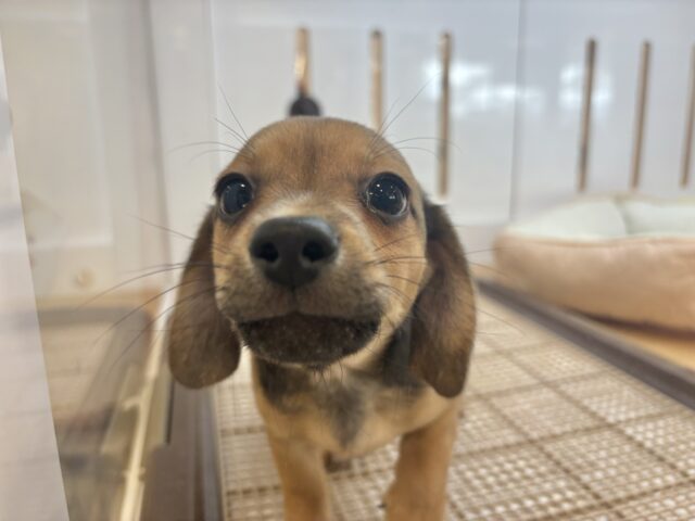 オイラの魅力は底知らず♥チワックスくん! チワックス