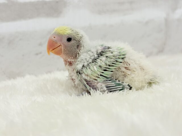 【最新画像更新🪄】フレッシュ🫧シャリシャリ❄️青リンゴ🐣🍏コザクラインコ(ブルーチェリーパイド) ヒナ コザクラインコ(小桜インコ)