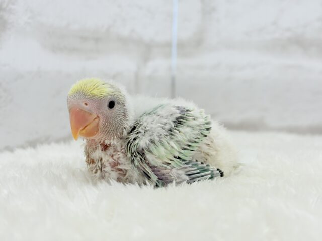 【最新画像更新🪄】フレッシュ🫧シャリシャリ❄️青リンゴ🐣🍏コザクラインコ(ブルーチェリーパイド) ヒナ コザクラインコ(小桜インコ)