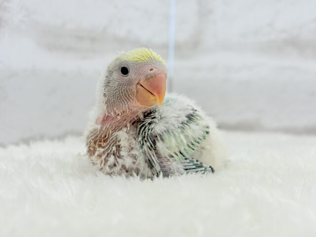 【最新画像更新🪄】フレッシュ🫧シャリシャリ❄️青リンゴ🐣🍏コザクラインコ(ブルーチェリーパイド) ヒナ コザクラインコ(小桜インコ)