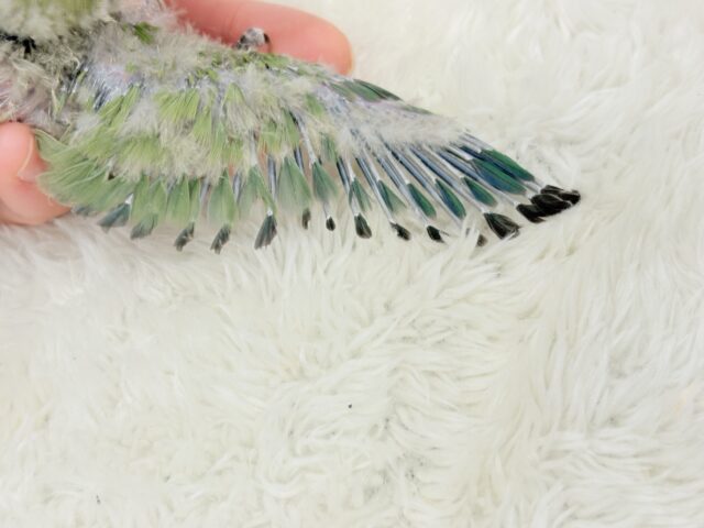 【最新画像更新🪄】食欲旺盛☆元気のカタマリッ(ง ˙꒳˙ )วコザクラインコ(ノーマル) ヒナ コザクラインコ(小桜インコ)