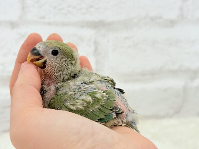 【最新画像更新🪄】食欲旺盛☆元気のカタマリッ(ง ˙꒳˙ )วコザクラインコ(ノーマル) ヒナ コザクラインコ(小桜インコ)