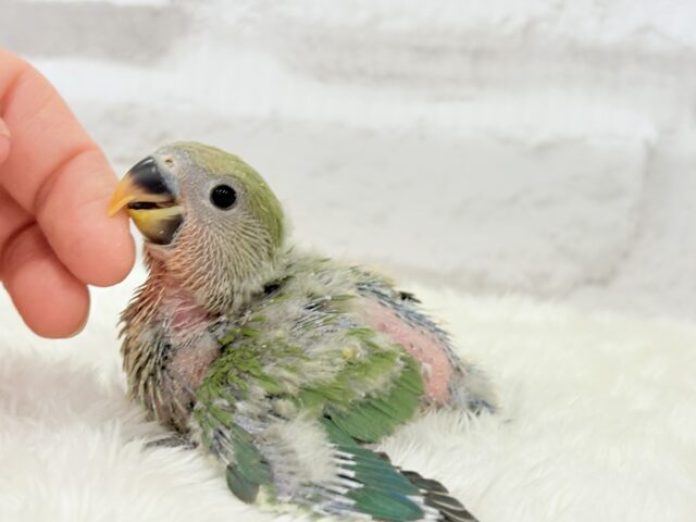 【最新画像更新🪄】食欲旺盛☆元気のカタマリッ(ง ˙꒳˙ )วコザクラインコ(ノーマル) ヒナ コザクラインコ(小桜インコ)
