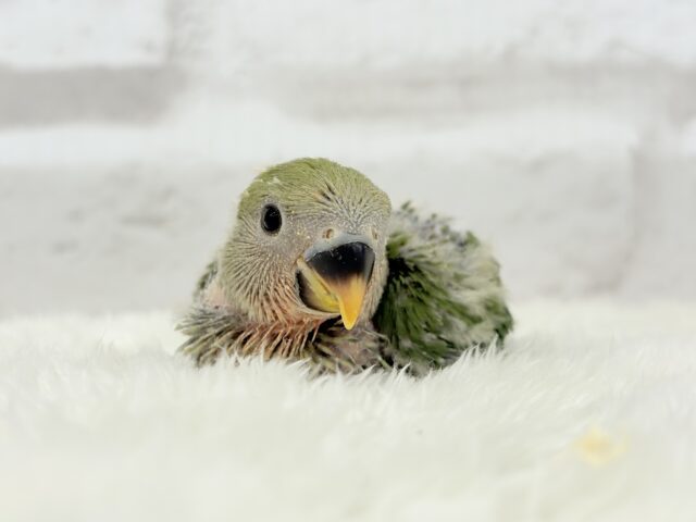 【最新画像更新🪄】食欲旺盛☆元気のカタマリッ(ง ˙꒳˙ )วコザクラインコ(ノーマル) ヒナ コザクラインコ(小桜インコ)