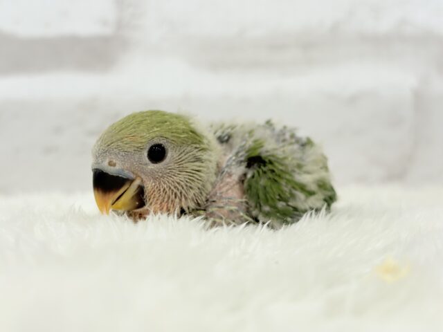 【最新画像更新🪄】食欲旺盛☆元気のカタマリッ(ง ˙꒳˙ )วコザクラインコ(ノーマル) ヒナ コザクラインコ(小桜インコ)