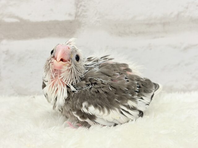 オカメインコ