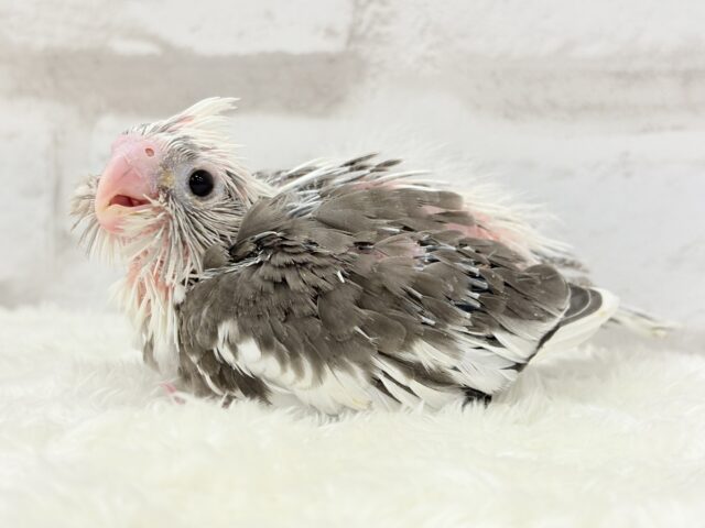 【最新画像更新🪄ひとり餌になりました☆】愛嬌たっぷり♡オカメインコ(WFパイド) ヒナ オカメインコ