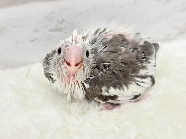 【最新画像更新🪄ひとり餌になりました☆】愛嬌たっぷり♡オカメインコ(WFパイド) ヒナ オカメインコ