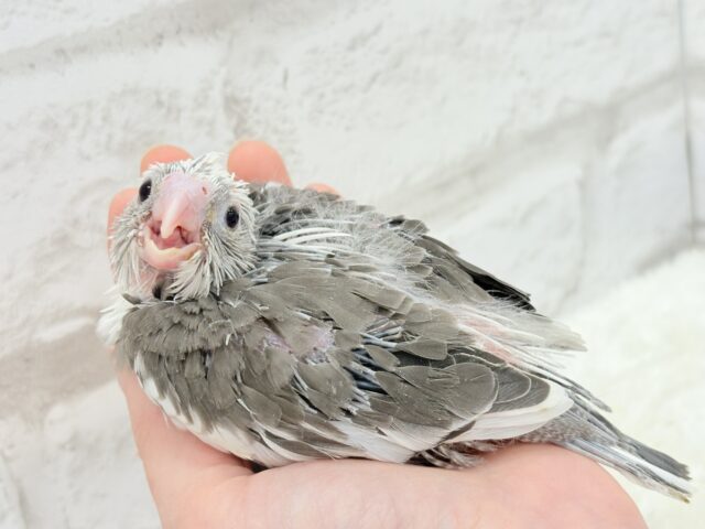 【最新画像更新🪄ひとり餌になりました☆】愛嬌たっぷり♡オカメインコ(WFパイド) ヒナ オカメインコ