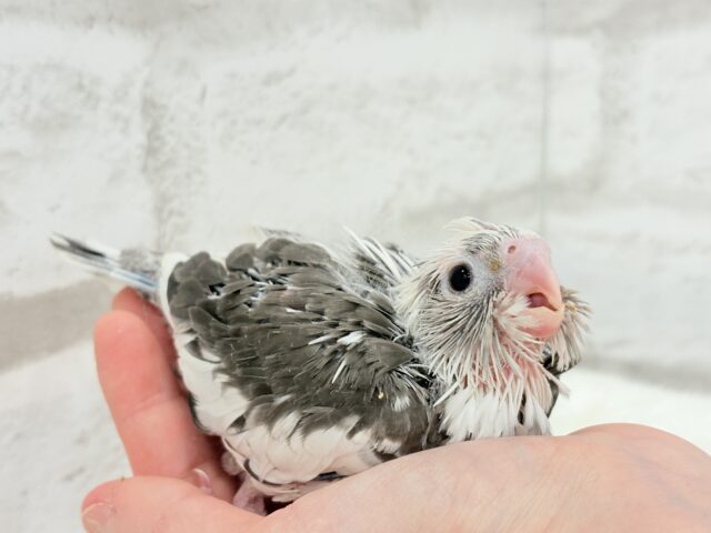 【最新画像更新🪄ひとり餌になりました☆】愛嬌たっぷり♡オカメインコ(WFパイド) ヒナ オカメインコ