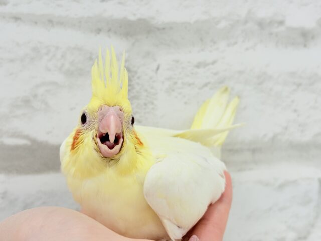 【最新画像更新🪄】あひるじゃないよ🪿オカメだよ🐥💛オカメインコ(ルチノー) ヒナ オカメインコ