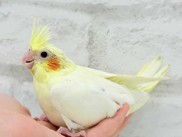 【最新画像更新🪄】あひるじゃないよ🪿オカメだよ🐥💛オカメインコ(ルチノー) ヒナ オカメインコ