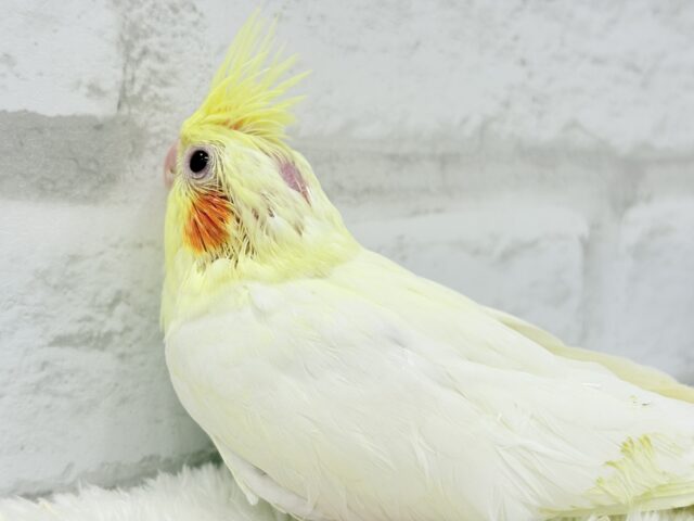 【最新画像更新🪄】あひるじゃないよ🪿オカメだよ🐥💛オカメインコ(ルチノー) ヒナ オカメインコ