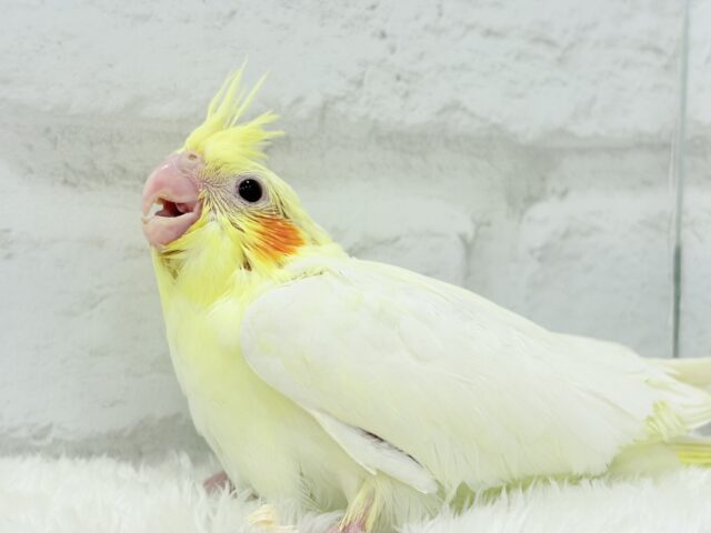 【最新画像更新🪄】あひるじゃないよ🪿オカメだよ🐥💛オカメインコ(ルチノー) ヒナ オカメインコ