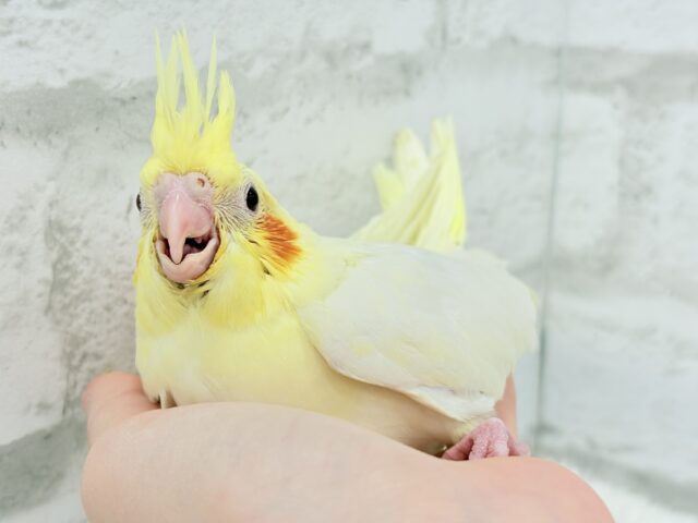 【最新画像更新🪄】あひるじゃないよ🪿オカメだよ🐥💛オカメインコ(ルチノー) ヒナ オカメインコ