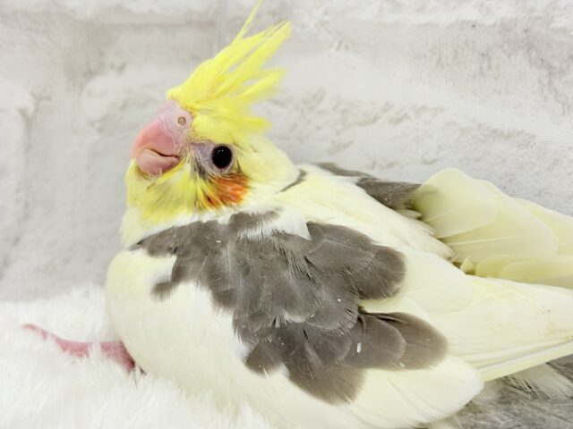 オカメインコ