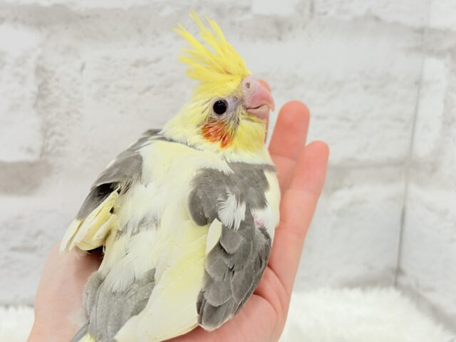 【最新画像更新🪄】黄色の小さい冠羽にきゅんっ🐥🌼オカメインコ(パイド) ヒナ オカメインコ