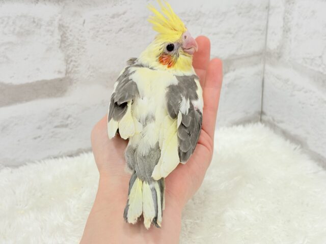 【最新画像更新🪄】黄色の小さい冠羽にきゅんっ🐥🌼オカメインコ(パイド) ヒナ オカメインコ