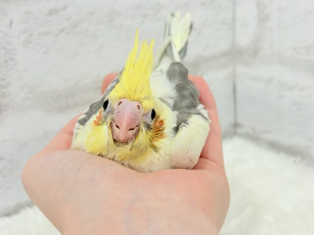【最新画像更新🪄】黄色の小さい冠羽にきゅんっ🐥🌼オカメインコ(パイド) ヒナ オカメインコ