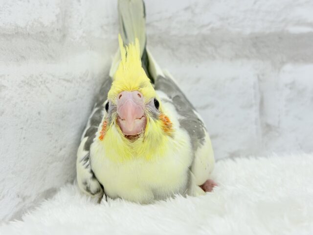 【最新画像更新🪄】黄色の小さい冠羽にきゅんっ🐥🌼オカメインコ(パイド) ヒナ オカメインコ