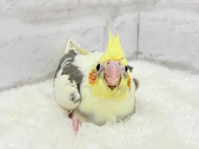 【最新画像更新🪄】黄色の小さい冠羽にきゅんっ🐥🌼オカメインコ(パイド) ヒナ オカメインコ