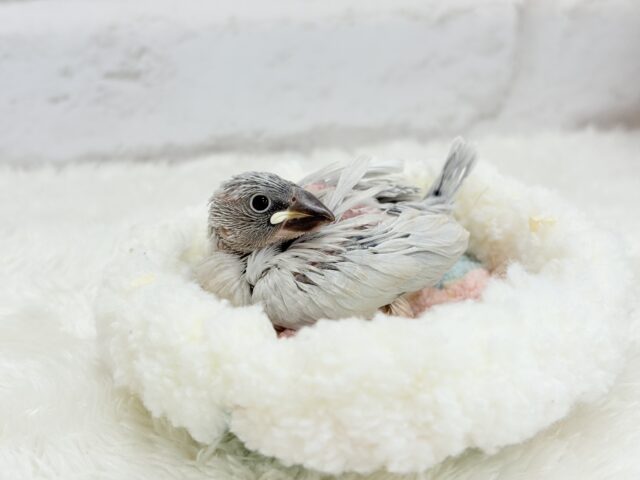 シルバー文鳥