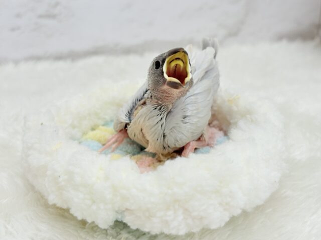 【最新画像更新🪄】食欲に勝るものは無し!!!シルバー文鳥 ヒナ シルバー文鳥