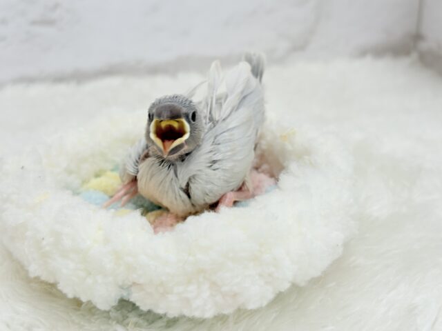 【最新画像更新🪄】食欲に勝るものは無し!!!シルバー文鳥 ヒナ シルバー文鳥