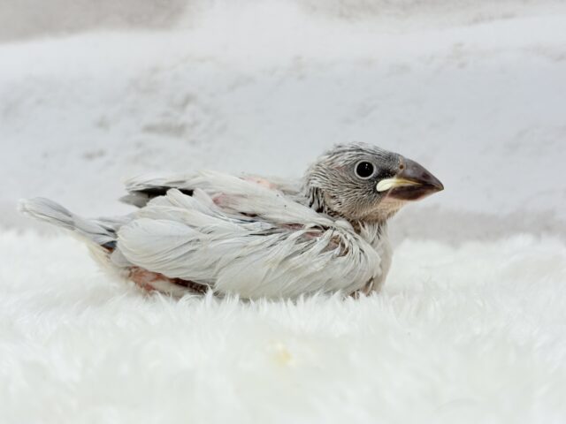 【最新画像更新🪄】食欲に勝るものは無し!!!シルバー文鳥 ヒナ シルバー文鳥