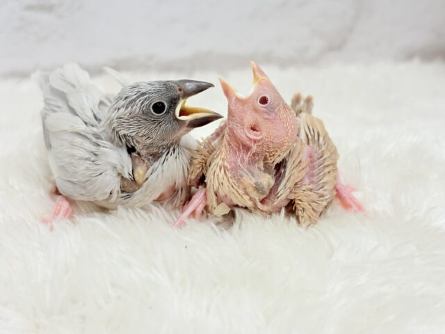 【最新画像更新🪄】食欲に勝るものは無し!!!シルバー文鳥 ヒナ シルバー文鳥
