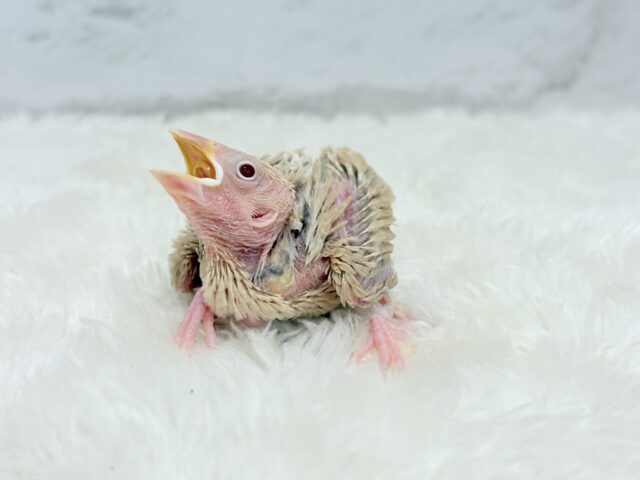 【最新画像更新🪄】ふんわり優しさ溢れる子☕️.*・゚シナモン文鳥 ヒナ シナモン文鳥