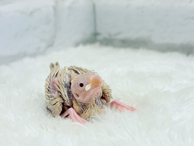 【最新画像更新🪄】ふんわり優しさ溢れる子☕️.*・゚シナモン文鳥 ヒナ シナモン文鳥