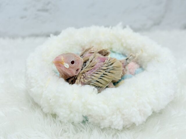 【最新画像更新🪄】ふんわり優しさ溢れる子☕️.*・゚シナモン文鳥 ヒナ シナモン文鳥