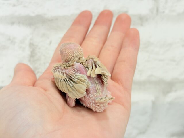 シナモン文鳥