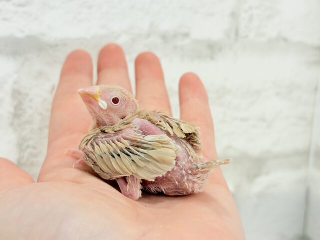 【最新画像更新🪄】ふんわり優しさ溢れる子☕️.*・゚シナモン文鳥 ヒナ シナモン文鳥