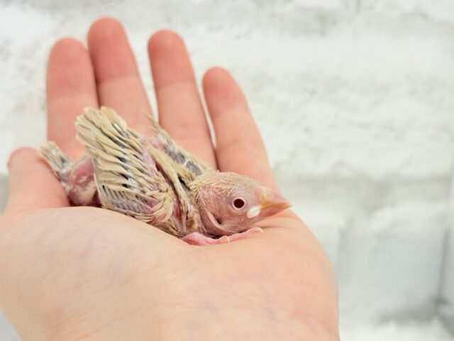 シナモン文鳥