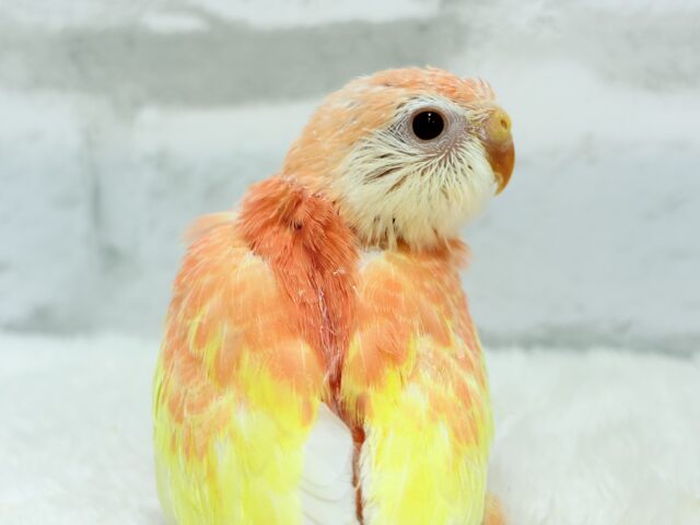 ピュアピュア🍑果汁100%💖アキクサインコ(ルビノー) ヒナ アキクサインコ(秋草インコ)