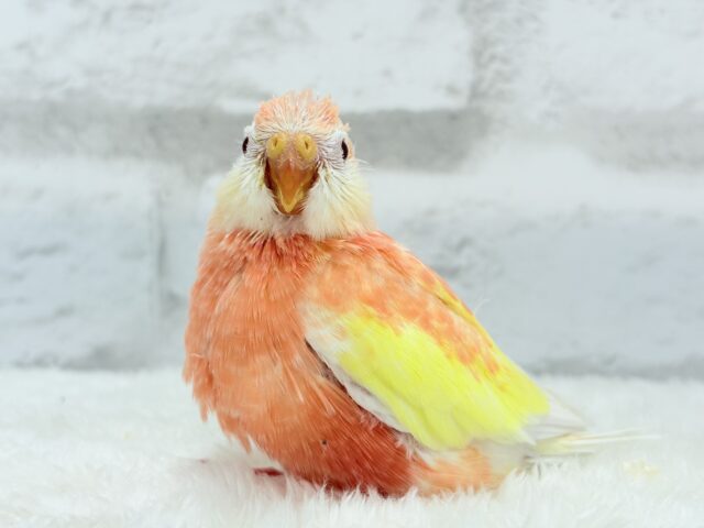ピュアピュア🍑果汁100%💖アキクサインコ(ルビノー) ヒナ アキクサインコ(秋草インコ)