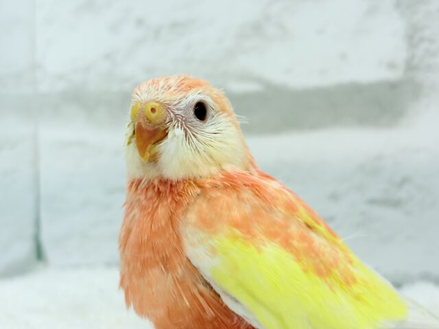 ピュアピュア🍑果汁100%💖アキクサインコ(ルビノー) ヒナ アキクサインコ(秋草インコ)