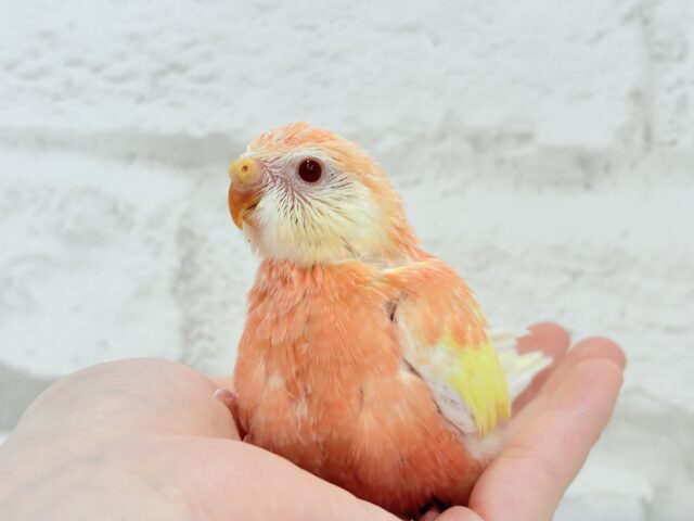 ピュアピュア🍑果汁100%💖アキクサインコ(ルビノー) ヒナ アキクサインコ(秋草インコ)