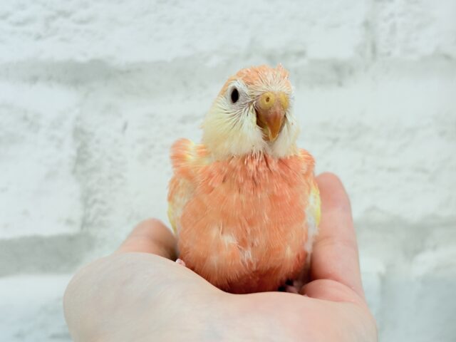 ピュアピュア🍑果汁100%💖アキクサインコ(ルビノー) ヒナ アキクサインコ(秋草インコ)