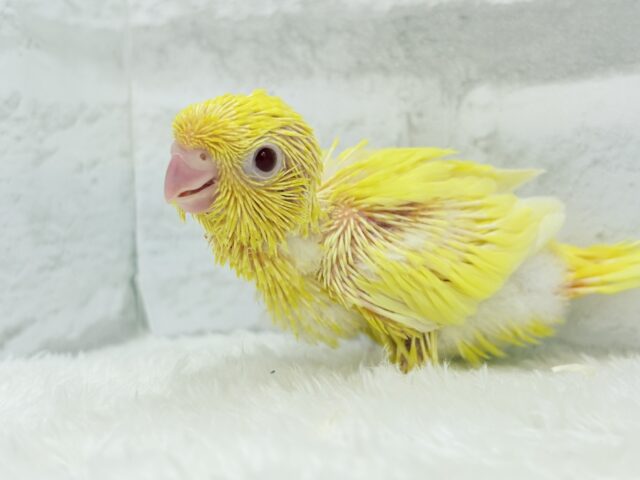 【最新画像更新🪄ひとり餌になりました☆】特徴的な歌声です~♩♩サザナミインコ(ルチノー) ヒナ サザナミインコ