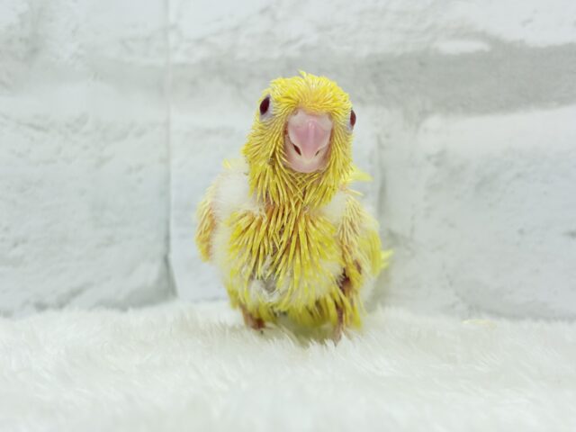 【最新画像更新🪄ひとり餌になりました☆】特徴的な歌声です~♩♩サザナミインコ(ルチノー) ヒナ サザナミインコ