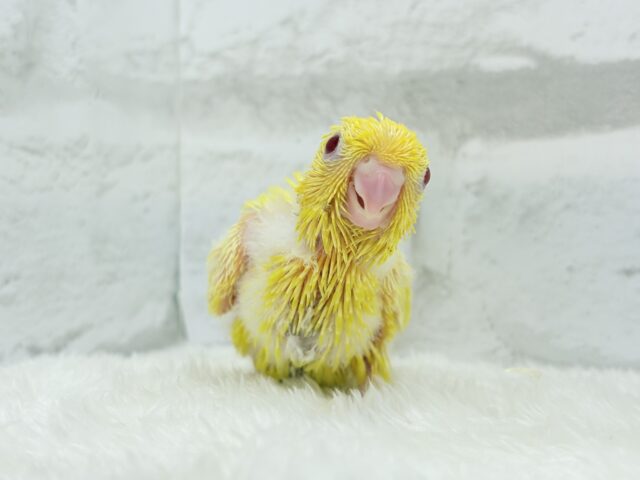 【最新画像更新🪄ひとり餌になりました☆】特徴的な歌声です~♩♩サザナミインコ(ルチノー) ヒナ サザナミインコ