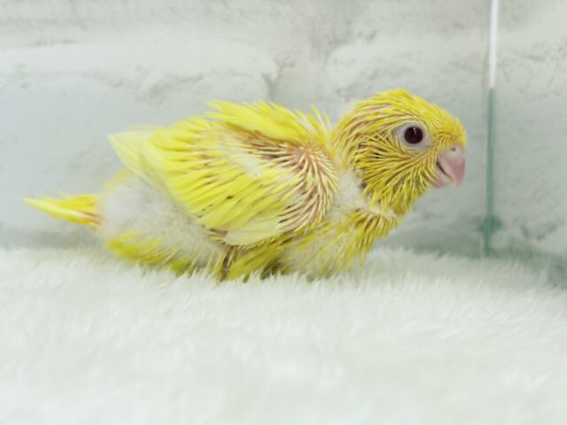 【最新画像更新🪄ひとり餌になりました☆】特徴的な歌声です~♩♩サザナミインコ(ルチノー) ヒナ サザナミインコ