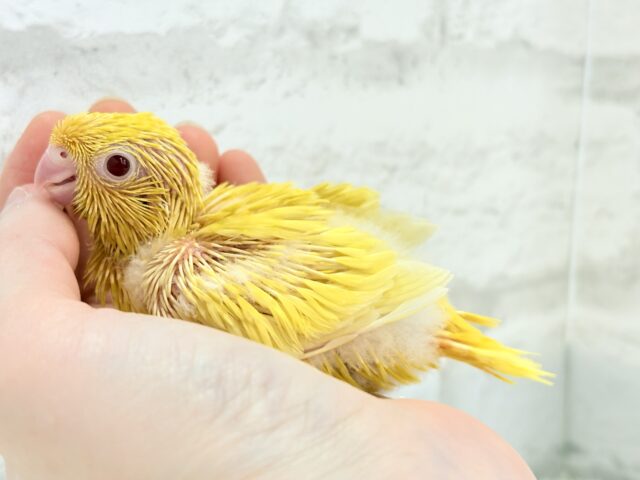 【最新画像更新🪄ひとり餌になりました☆】特徴的な歌声です~♩♩サザナミインコ(ルチノー) ヒナ サザナミインコ