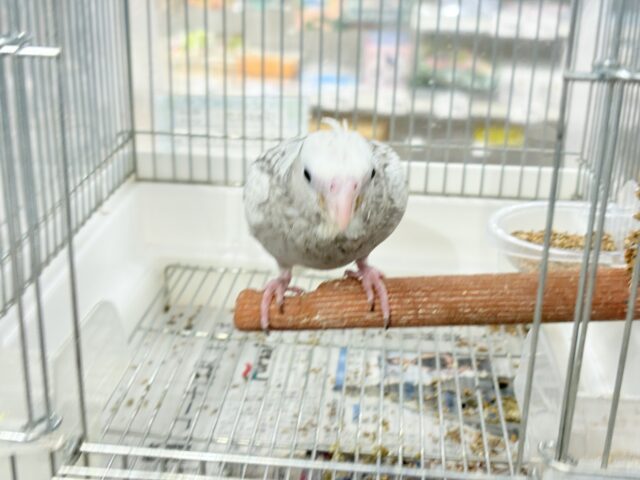 オカメインコ