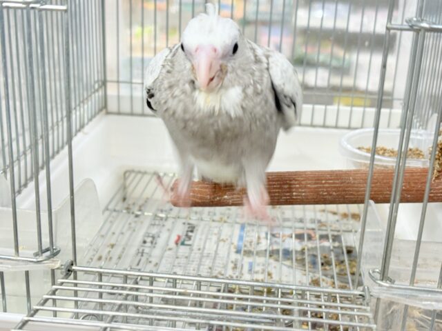 オカメインコ