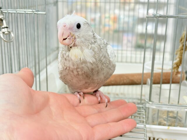 【最新画像更新🪄ひとり餌になりました☆】ぱやぱや♡ハゲタカみたい🐣🫧オカメインコ(WFパールパイド) ヒナ オカメインコ